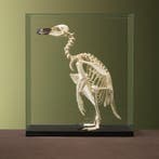 Magelhaenpinguïn Skelet Taxidermie Opgezette Dieren By Max, Ophalen of Verzenden, Nieuw, Vogel, Opgezet dier