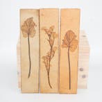 Tegel (3) - Vallauris - Roger Capron - 1970-1980 - 35,5 cm x