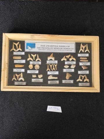 Vitrine met een verzameling authentieke fossiele tanden uit