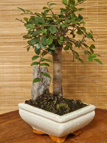 Chinese iep bonsai (Ulmus parviflora) - Hoogte (boom): 18 cm