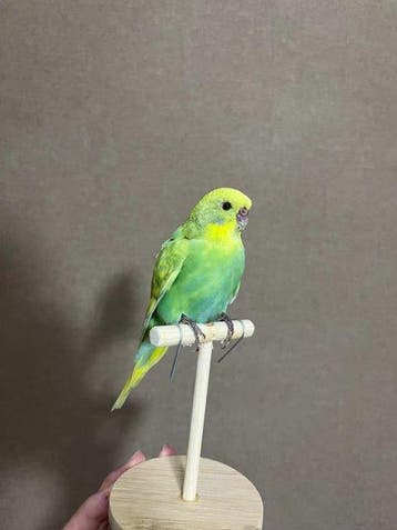 Perroquet Monture pour réplique taxidermique - Budgerigar -