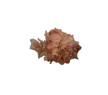 Prachtige stekelmurex: Chicomurex venustulus (56 mm) –, Nieuw