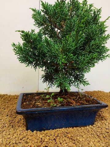 Bonsaï Genévrier (Juniperus) - Hauteur (arbre) : 28 cm -