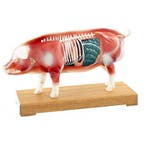 Anatomisch model varken met accupuntuur punten ST-ATM126, Diversen, Verzenden, Nieuw