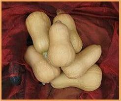 Butternut Hawk F1 flespompoen 50 zaden, Nieuw