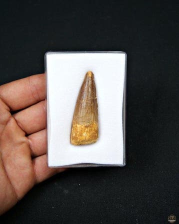 Spinosaurus - Fossiele tand - Spinosaurus aegyptiacus