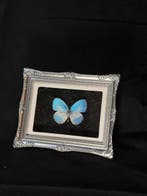 Jamides euchylas Taxidermie wandmontage - Jamides euchylas -, Verzamelen, Dierenverzamelingen, Nieuw
