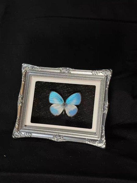 Jamides euchylas Taxidermie wandmontage - Jamides euchylas -, Collections, Collections Animaux