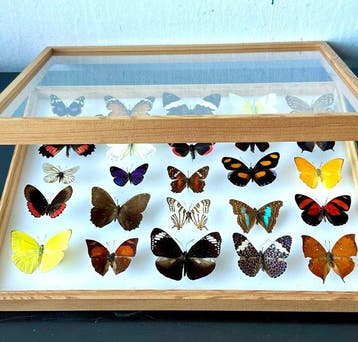 Zeldzame historische entomologische collectie van 25, Nieuw