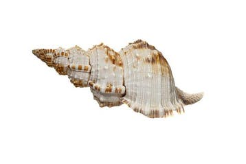 Ranella olearium XL (Zwerfende Triton) – museumskwaliteit, Nieuw