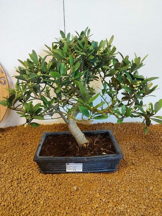Olijf bonsai (Olea europaea) - Hoogte (boom): 34 cm - Diepte, Antiquités & Art, Curiosités & Brocante