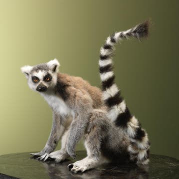 Ringstaartmaki Taxidermie Opgezette Dieren By Max, Ophalen of Verzenden, Opgezet dier