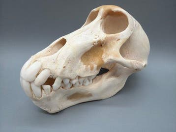 Aap Schedel - Papio Ursinus - 9.5 cm - 10 cm - 16 cm- CITES, Verzamelen, Nieuw