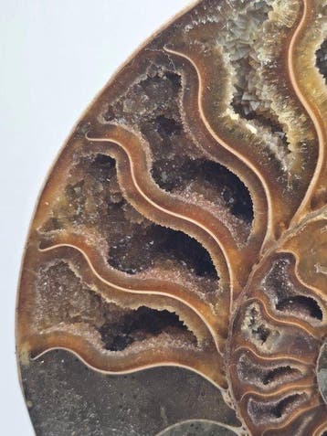 Ammoniet - Gefossiliseerd dier - Aioloceras (Cleoniceras)