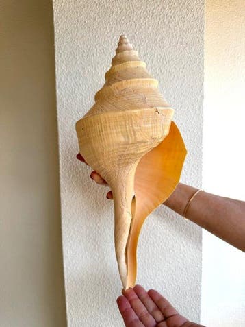 Groot exemplaar van de Australische trompetzeeslak en, Antiek en Kunst
