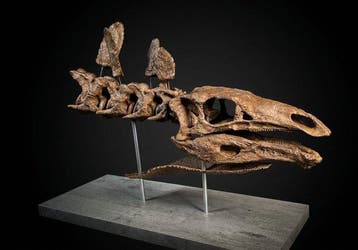 Stegosaurus Taxidermie replica montage - Stegosaurus bust -, Nieuw