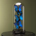 Vlinders in Stolp Taxidermie Opgezette Dieren By Max, Ophalen of Verzenden, Opgezet dier