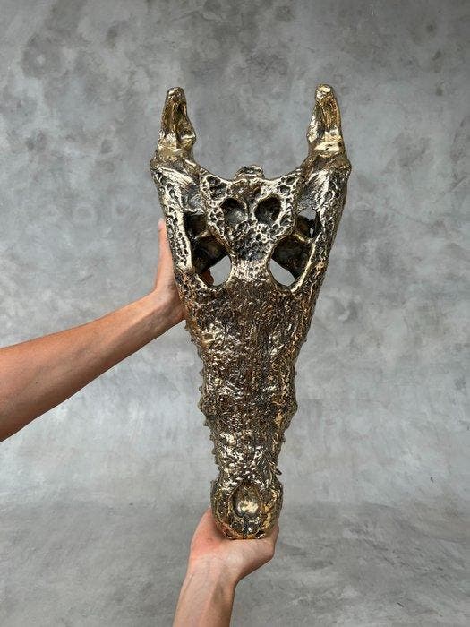 Sculpture, Large Saltwater Crocodile Skull fashioned in, Antiek en Kunst, Kunst | Designobjecten