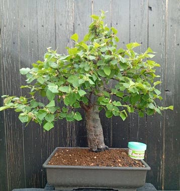bonsai Pseudocydonia sinensis - Hoogte (boom): 50 cm -
