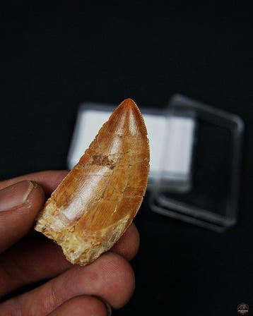 Dinosaure - Dent fossile - Carcharodontosaurus saharicus