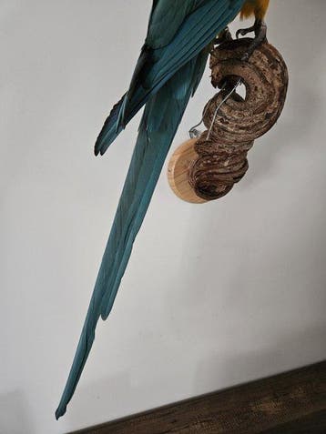 Blauwkeel ara Taxidermie volledige montage - ara