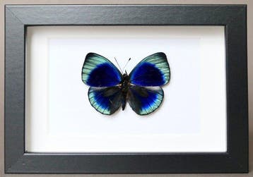 Papillon Support de corps entier pour taxidermie - Asterope