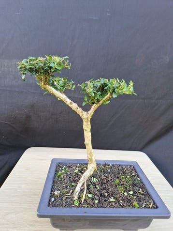 Lonicera - Hauteur (arbre) : 25 cm - Profondeur (arbre) : 21
