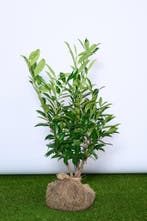 Laurier - Prunus Laurocerasus Caucasica - 60 t/m 200cm, Tuin en Terras, Ophalen of Verzenden