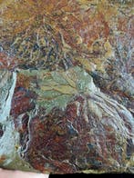 Spectaculaire graptolieten met buitengewone conservering!!!