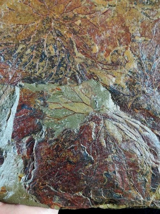 Spectaculaire graptolieten met buitengewone conservering!!!, Collections, Minéraux & Fossiles