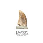 Dent de dinosaure très rare Acheroraptor temertyorum