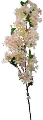 Bloesem Tak Stephanotis Zachtroze Zijdenbloem, Nieuw