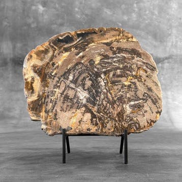 C- Magnifique grande tranche de bois pétrifié sur un socle