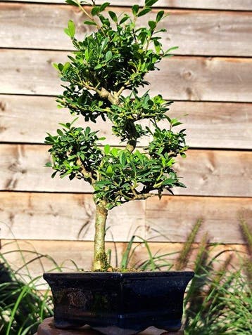 Ilex bonsaï (houx japonais) - Hauteur (arbre) : 30 cm -