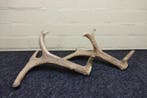 Cornes tombées anormales de cerf élaphe Os - Cervus elaphus, Collections
