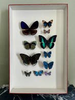 Vlinder Taxidermie volledige montage - Lepidoptera - 39 cm -, Verzamelen, Nieuw