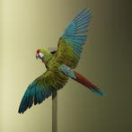 Soldatenara Taxidermie Opgezette Dieren By Max, Ophalen of Verzenden, Opgezet dier