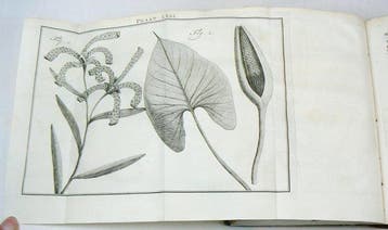 Martinus Houttuyn, Carl von Linné - Natuurlyke historie of