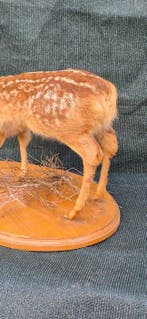Faon de Cerf Support mural pour taxidermie - Cervus elaphus