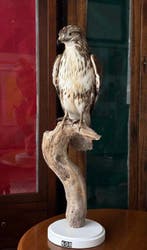 Buizerd Taxidermie volledige montage - Buteo buteo - with