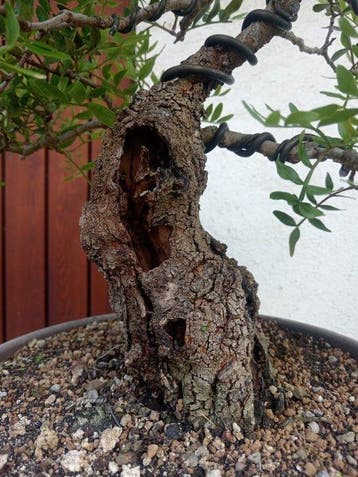 Lentisco - Hoogte (boom): 35 cm - Diepte (boom): 30 cm -, Antiquités & Art