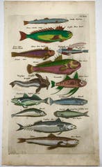 Matthäus Merian (b.1593) Hand coloured folio: Weever Fish,