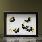 Vlinders in Lijst Taxidermie Opgezette Dieren By Max, Ophalen of Verzenden, Opgezet dier