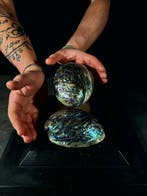 Fascinerend paar blauwe en groene haliotis Taxidermie, Nieuw