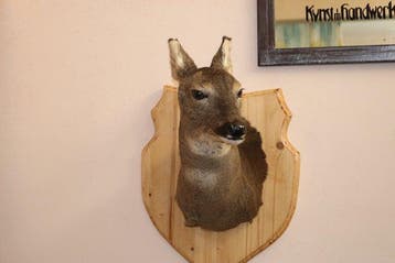 chevreuil femelle Support mural pour taxidermie - Capreolus