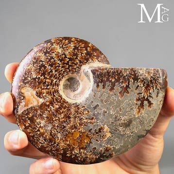 Prachtig gespleten ammonietfossiel met complexe sutuurlijnen
