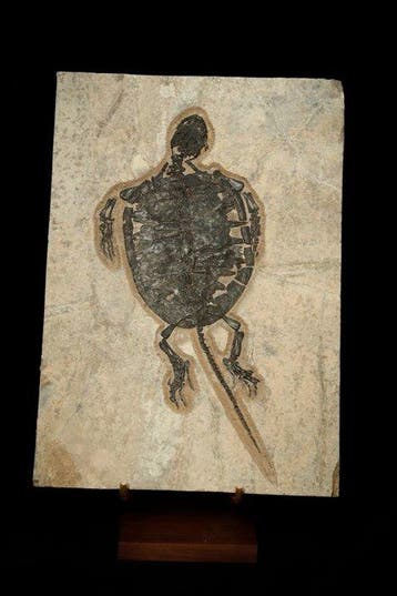 Schildpad - Fossiele plaatmatrix - Manchurochelys - 41 cm -