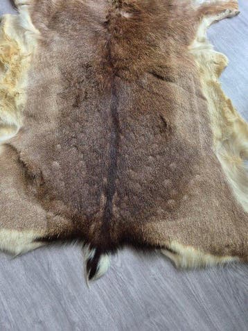 Zeer mooie reeënvacht. Taxidermie volledige montage -, Verzamelen, Nieuw