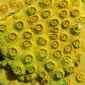 Cyphastrea CB Banaan Frag (Ong. 2-3 cm), Dieren en Toebehoren
