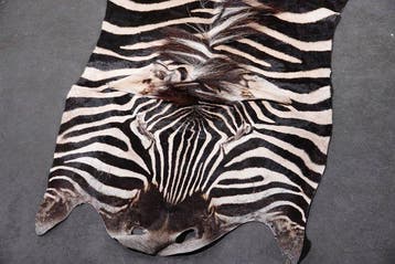 Plains Zebra Skin with Head Gewei - Equus quagga - 290 cm -, Nieuw